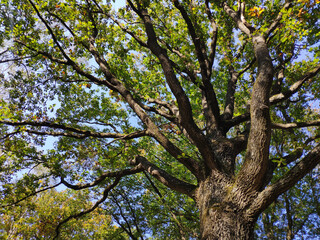 Wall Mural - arbre