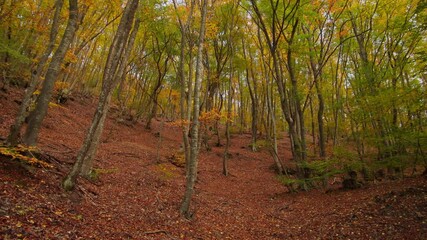 Poster - Into the autumn forest. Nature composition.	
