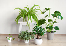 Houseplants Fittonia, Monstera, Nephrolepis And Ficus Microcarpa Ginseng In White Flowerpots