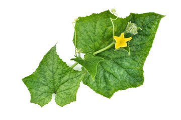 Wall Mural - Branch cucumber plant with flowers isolated on white background. Top view