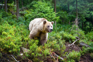Wall Mural - wild brown bear (ursus arctos) in the summer forest. animal in natural habitat.