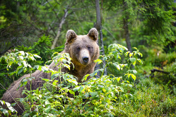 Young brown bear (Ursus arctos) in the summer forest. Animal in natural habitat.