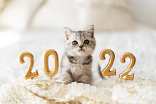 A Cute Tabby Kitten Of The Scottish Straight Cat Breed Sits On A Knitted Blanket. Good New Year Spirit. Ready Postcard 2022. Happy New Year Animal, Pet, Cat.