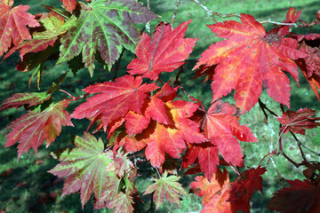 Red Fullmoon maple leaves, Derbyshire England
