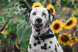 Mailo Sonnenblumen Portrait