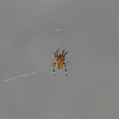 Closeup shot of a spider on the net