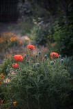 Fototapeta  - Poppies in garden