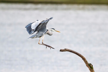 Wall Mural - Egret