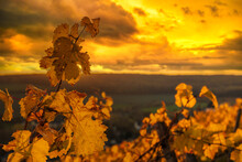 Close Up Of Yellow Grape Leaves In Front Of A Yellow Sunset Sky In Autumn In The Rheingau / Germany 