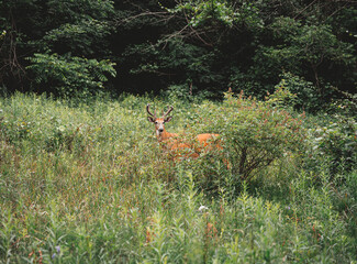 Wall Mural - Deer hiding in the grassy field of the forest