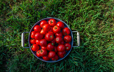 A pan full of red tomatoes in the green grass.