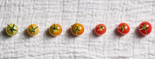 Row Of Cherry Tomatoes From Unripe To Ripe