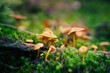 Leckere frische Pilze zwischen saftigem Moss im dichten Unterholz. Auf einer kleinen Lichtung im Wald wachsen wunderbare viele kleine und große Pilze