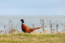A Common Pheasant Also Known As Ring-necked Pheasants In Its Natural Habitat, Phasianus Colchicus Walking On The Dunes, Living Out Naturally.