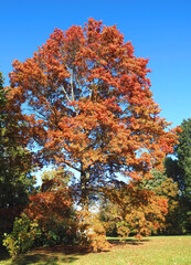 colors of autumn fall: red scarlet oak tree querus coccinea