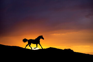 Canvas Print - Silhouette of a running horse in sunset on hill.