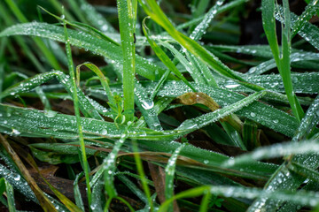 Wall Mural - Green grass on meadow with drops of water