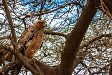 Poster - Tawny eagle (Aquila rapax) on a tree in Serengeti national park, Tanzania