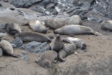 Cute Seal At The Piedras Blancas Friends Of The Elephant Seal Rookery, San Simeon California