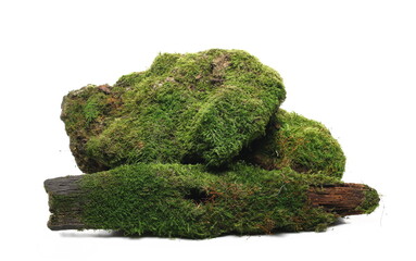 Wall Mural - Green moss on rock and rotten tree isolated on white background