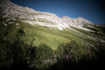 Montagne d'été