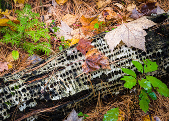 Wall Mural - A birch log shows clear evidence of being worked over by woodpeckers before falling to the forest floor.  Vilas County, Wisconsin.