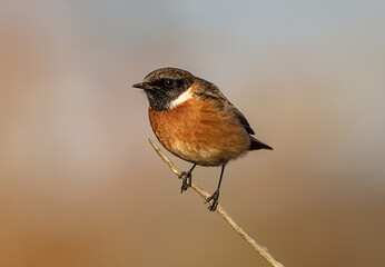 Canvas Print - Close-up shot of a European stonechat perched on a tree twig