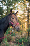 Fototapeta Konie - Pferd beim Spaziergang in herbstlicher Stimmung