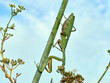 Giant African Mantis. Sphodromantis viridis 