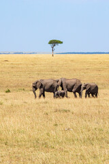 Sticker - Elephant family group walking on the savanna with a acacia tree