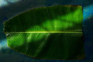 Banana leaf 