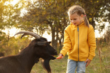 Farm Animal. Cute Little Girl Feeding Goat On Pasture