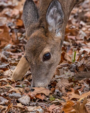 Close Up Of A White-tailed Doe (Odocoileus Virginianus) Feeding On Acorns In The Leaves During Autumn. Selective Focus, Background Blur And Foreground Blur.
