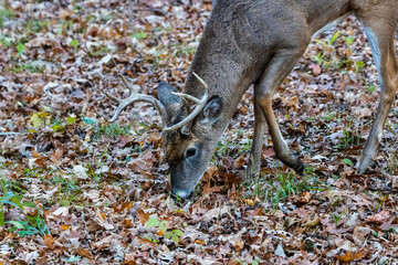 Wall Mural - White-tailed buck (Odocoileus virginianus) feeding on acorns in the fallen leaves during autumn. Selective focus, background blur and foreground blur.
