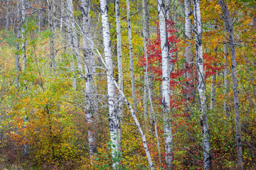 Wall Mural - Maple saplings add their color to an autumn birch grove in northern Wisconsin.  Oneida County, Wisconsin.