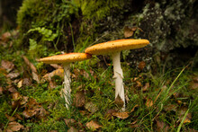 Red Cap Autumn Fungi Toad Stool Toxic Mushroom