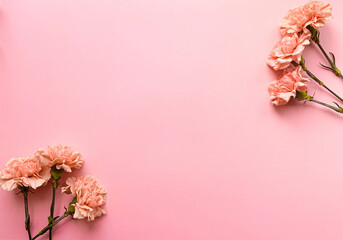 Wall Mural - Border banner with carnations on a pink background, top view, copy space. Summer, spring web banner background, cozy flat lay. Lay out, top view. Postcard with delicate flowers. Place for text