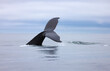 humpback whale in the water, humpback fluke 