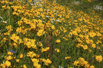 Wall Mural - jachère fleurie de coreopsis
