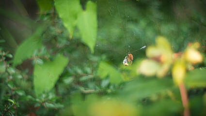 Sticker - Spider on a cobweb on a blurred background