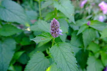 Wall Mural - Mexican mint Lofant.  Aromatic, spicy and medicinal plant.  Purple inflorescence, green stems and leaves.