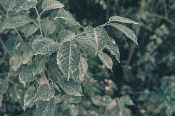 Dusty green leaves. Ecological problems. Atmospheric curiosity