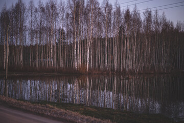 Wall Mural - floods in birch forest near country road