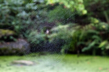 spider web with dew