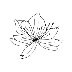 Wall Mural - Lily flower line art. Vector black outline illustration isolated on white background. Sketch drawing. Floral linear pattern