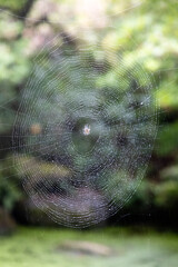 spider web with dew