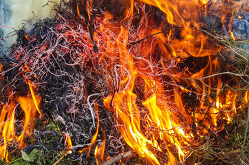 Sticker - Closeup shot of burning and glowing grass with open hot flame and smoke