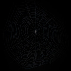 Spider web