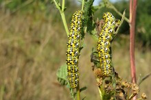 Two caterpillars on tansy plant in the garden, closeup