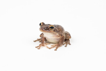 Wall Mural - Cuban Tree Frog on white background 